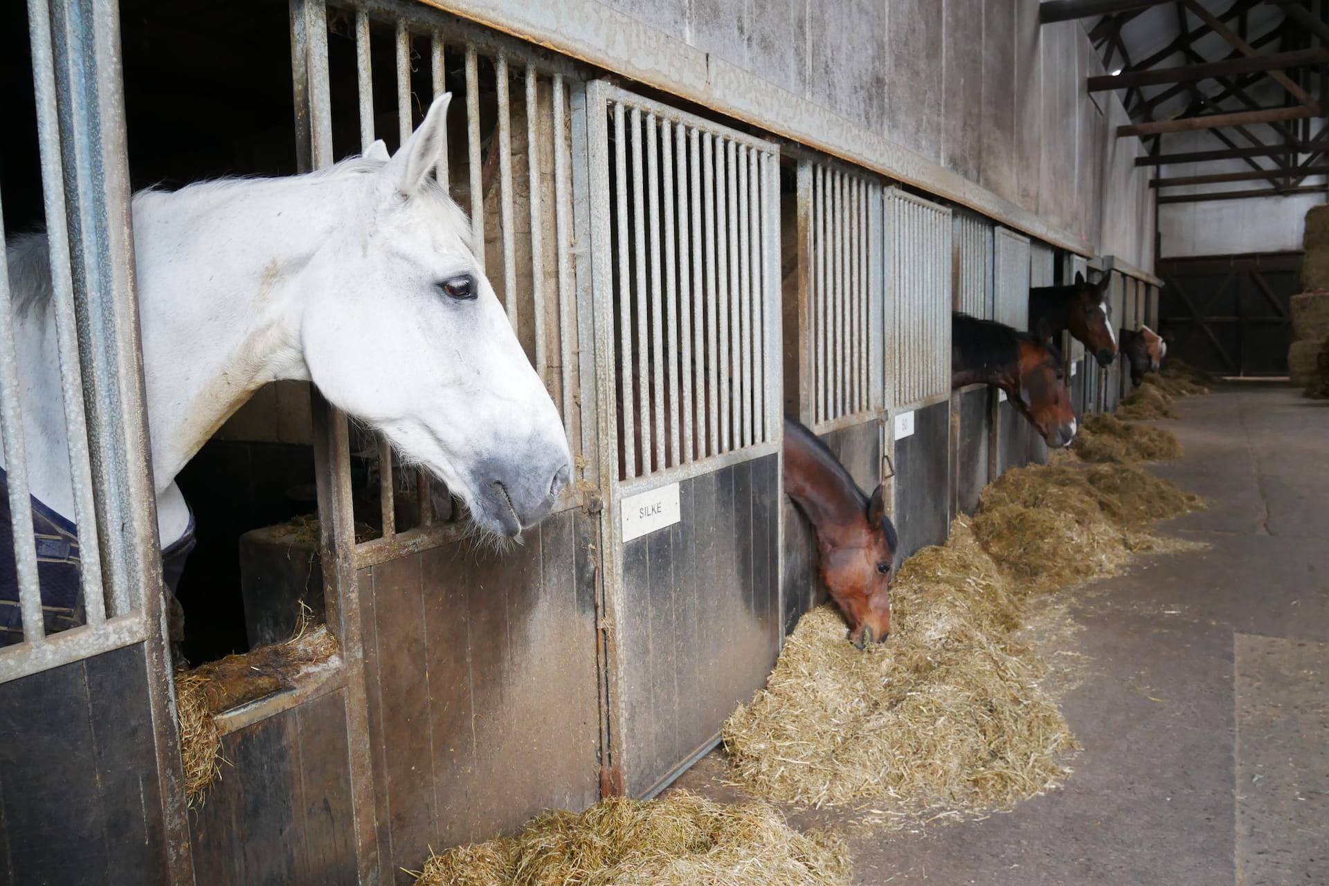 Foto van de stallen in Manege Nijhuis